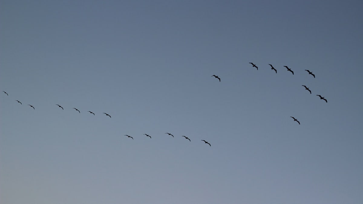 A flock of birds flying in a V shape across a clear blue sky during migration.